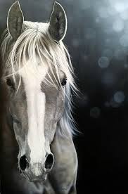 Beautiful Definition Very Regal Horses Horsesofinstagram Horse Love Animals Horses