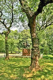 They are usually seen hanging on the thick branches of the tree in inside the tree, pods are seeds that differentiate black and honey locust trees. Honey Locust Central Park Conservancy
