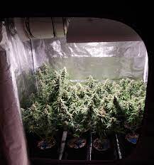 Cmh grow lights are a variation on metal halide (mh) grow lights. Are Lec Grow Lights Good For Growing Cannabis Grow Weed Easy