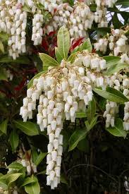 Può avere fiori bianchi o più o meno rosa ed è molto facile da riconoscere. Fiori Bianchi 15 Idee Per Un Giardino Luminoso Guida Giardino