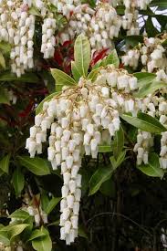 Questa suddivisione è chiaramente in parte imprecisa. Fiori Bianchi 15 Idee Per Un Giardino Luminoso Guida Giardino