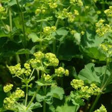 Image result for Alchemilla kiwuensis