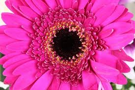 Roses are one of the most popular flowers in the world and they come in many shades of pink including salmon, baby pink, blushing pink, and magenta. Pink Colour Flowers Free Stock Photos Download 12 410 Free Stock Photos For Commercial Use Format Hd High Resolution Jpg Images