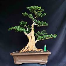 Itulah berbagai macam gaya bonsai yang unik dan menarik untuk ditaruh di rumah. Bonsai Tanaman Hias Pohon Sisir Kaliage Gaya Natural Berkarakter Tua Shopee Indonesia