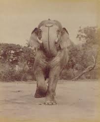 Souvenir of Indore by Lala Deen Dayal ...
