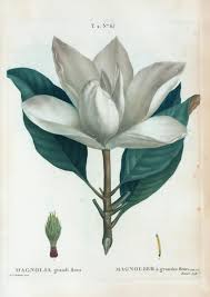 Types 1 according to the corolla: Plant Names And Botanical Latin Botanical Art Artists