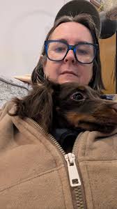 Meet TACO 8 months Miniature 11lbs he might gained a couple more pounds due  to muscle mass filling in Balance Temper The family amazing he's Up to date  with all shots non-register