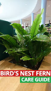 This master of thriving in low light is identified by its crinkly, wavy, and flat fronds that give an impression of seaweed growing on dry land. Bird S Nest Fern Asplenium Nidus Care Guide Bird Nest Fern Bird Nest Indoor Plant Care