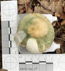 Image result for Russula sp