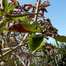 Image result for Synadenium grantii