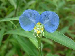 Image result for Commelina petersii