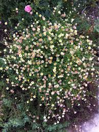 Garden Answers Plant Identification Planting Shrubs Backyard Plants Planting Flowers