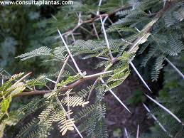 Image result for Acacia karroo