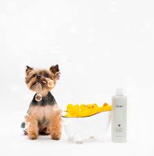 We have luxury dog care products: Ouai Is Launching A 28 Pet Shampoo For The Dog Fluencer In Your Life Fashionista