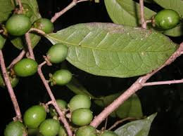 Image result for Drypetes