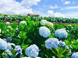Hydrangea hill suite product review and how to use the stamps, dies and accessories from stampin' up! Huge Hydrangea Garden Review Of Garden Hydrangeas Da Lat Vietnam Tripadvisor