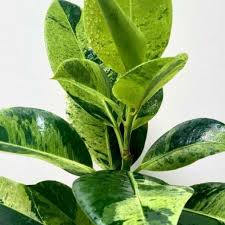 Image result for Ficus muelleriana