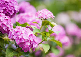Im freien ausgepflanzte bauernhortensien hydrangea macrophylla ich möchte 5 st. Hortensien Die 10 Besten Pflegetipps Und Richtig Schneiden