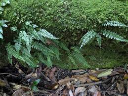 Image result for Microsorum scandens