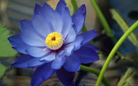 Resultado de imagen de flores azules hermosas