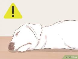 Is your typically energetic dog reluctant to go for a walk or play their favorite game with you? How To Know When Your Dog Is Sick With Pictures Wikihow