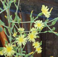 Image result for Lactuca ugandensis