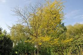 Image result for Robinia