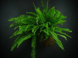 Image result for ledviník