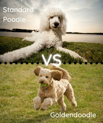 See posts, photos and more on facebook. Goldendoodle Vs Poodle Which One Is The Better Dog Spiritdog Training