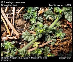Image result for Coldenia procumbens