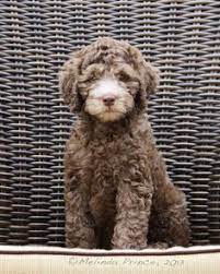 Adopt a pet, save a life and add to your loving family. Liset Vasquez Lizgonbonkers Profile Pinterest