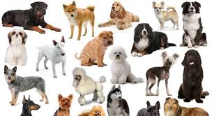 Dogs and cats are interesting creatures, sometimes exhibiting strange behaviors that may leave you scratching your head. Which Of These Dog Breeds Has Short Trivia Questions Quizzclub