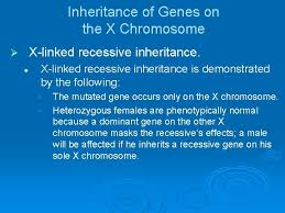 Men only have one copy of these genes because they only have one x chromosome. Power Lecture Chapter 21 Chromosomes And Human Genetics