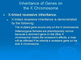 Autosomal recessive disorders are typically not seen in every generation of an affected family. Power Lecture Chapter 21 Chromosomes And Human Genetics
