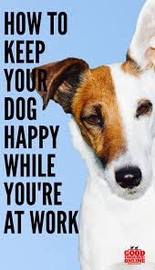 We did not find results for: Pin On Dog Health Care Tips