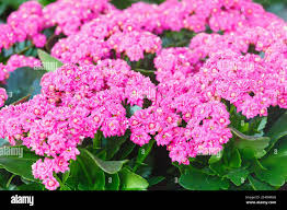 Image result for Kalanchoe lateritia