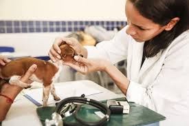 Pabellón nacional en orcadas del sur 1904 24 de febrero día del mecánico 25 de febrero aniv. Hoy Es El Dia Del Veterinario En Argentina Diario El Termometro