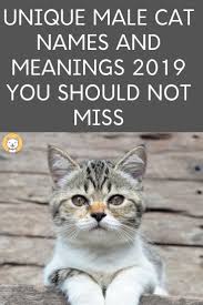 2500 Unique Cat Names For 2020 You Should Not Miss Boy Cat Names Cat Names Unique Cat Names