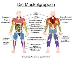 Anatomynote.com found main muscles of human body anterior view from plenty of anatomical pictures on the internet. Muscle Diagram German Text Male Body Muscle Chart German Labeling Most Important Muscles Of The Human Body Colored Canstock