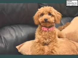 For maltipoo's case, the maltese. Miniature Poodle Dogs Dog Breed Miniature Poodle Picture Collection Ideas Youtube