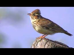 Cette alouette, similaire à l'alouette calandrelle par la taille et par la silhouette, semble plus unie avec une poitrine nettement rayée. Alouette Des Champs Youtube