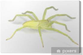 First time in my life i've seen a green huntsman spider in the wild, so i filmed it. Green Huntsman Spider Micrommata Virescens Isolated Canvas Print Pixers We Live To Change