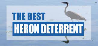 Usually, if they want to swoop in quickly, they will stay in the air and look for bodies of water. Best Heron Deterrent For Ponds 2021 Cheap Easy Methods Pond Informer