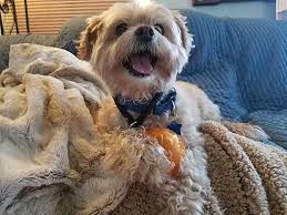 Really sweet and really energetic puppies, loves to play, loves kisses and they are just a bundle of happines. Denver Co Shih Tzu Meet Hubert A Pet For Adoption