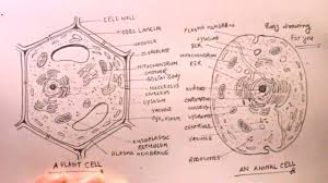 Plant cell drawing easy has a variety pictures that partnered to find out the most recent pictures of plant plant and animal cell diagram unlabeled printable diagram from plant cell drawing easy. How To Draw Plant Cell And Animal Cell Step By Step Animal Cell Plant Cell Drawing Youtube