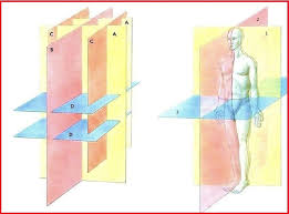 Základní anatomická poloha těla je vztažná poloha těla při určování anatomických směrů a rovin. Eluc