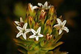 Image result for Thesium megalocarpum