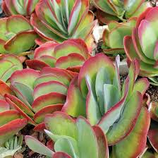 Image result for Kalanchoe lateritia