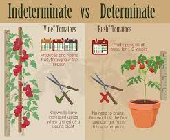 Start studying indeterminate and determinate growth. Is That A Determinate Or An El Paso Master Gardeners Facebook