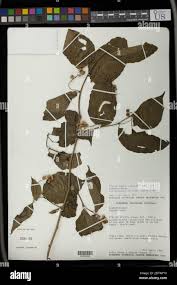 Image result for Erythrococca